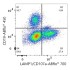 ABflo® 700 Rabbit anti-Human LAMP1/CD107a mAb (100 T)
