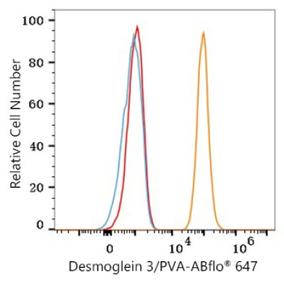ABflo® 647 Rabbit anti-Human Desmoglein 3/PVA mAb (100 T)