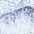 KO-Validated Ki67 Rabbit PolymAb® (20 μl)