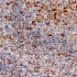 KO-Validated LAMP2 Rabbit PolymAb® (20 μl)