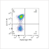 FITC Rabbit anti-Human CD10 mAb (100 T)