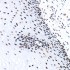 KD-Validated FOXK1 Rabbit mAb (20 μl)