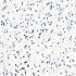KO-Validated SMARCB1/SNF5 Rabbit mAb (20 μl)