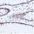 KO-Validated Histone H1.0 Rabbit pAb (20 μl)