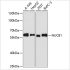 KO-Validated NUCB1 Rabbit pAb (20 μl)