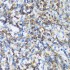KO-Validated ARHGEF1 Rabbit pAb (20 μl)