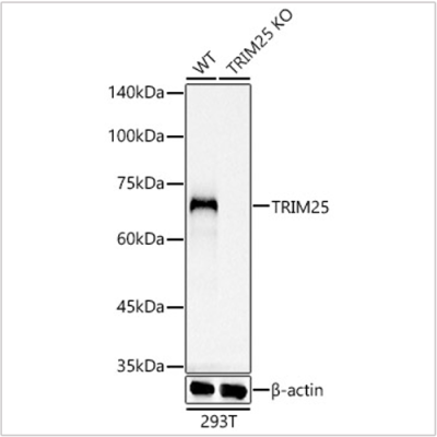 KO-Validated TRIM25 Rabbit mAb (20 μl)