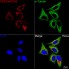 KO-Validated PEPCK/PCK2 Rabbit mAb (20 μl)