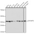 KO-Validated p38 MAPK Rabbit mAb (20 μl)