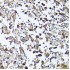 KO-Validated GARS Rabbit pAb (20 μl)
