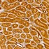 KO-Validated HIF1AN/FIH1 Rabbit pAb (20 μl)