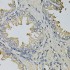 KO-Validated LITAF Rabbit pAb (20 μl)