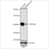 KO-Validated DNAJB1 Rabbit pAb (20 μl)
