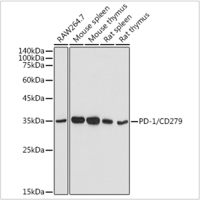 KO-Validated PD-1/CD279 Rabbit pAb (20 μl)