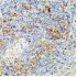 KO-Validated ECE1 Rabbit pAb (20 μl)