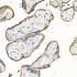 KD-Validated SLC3A2/CD98hc Rabbit pAb (20 μl)