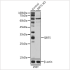 KO-Validated SIRT5 Rabbit pAb (20 μl)