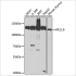 KO-Validated Lsh/HELLS Rabbit pAb (20 μl)