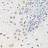 KO-Validated HuR/ELAVL1 Rabbit pAb (20 μl)