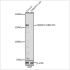 KO-Validated SMARCC1/BAF155 Rabbit pAb (20 μl)