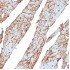 KO-Validated Flotillin 1 Rabbit pAb (20 μl)