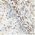 KO-Validated NRBF2 Rabbit pAb (20 μl)