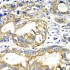 KO-Validated AK2 Rabbit pAb (20 μl)
