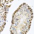 KO-Validated CIRBP Rabbit pAb (20 μl)