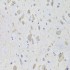 KO-Validated EEF1B2 Rabbit pAb (20 μl)