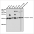 KO-Validated Histone H2A.Z Rabbit pAb (20 μl)