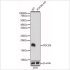 KO-Validated PDCD6 Rabbit pAb (20 μl)