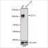 KO-Validated SCYL1 Rabbit pAb (20 μl)