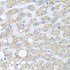 KO-Validated SRI Rabbit pAb (20 μl)