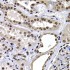 KO-Validated macroH2A.1 Rabbit pAb (20 μl)