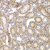 KO-Validated ANAPC5 Rabbit pAb (20 μl)
