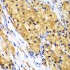 KO-Validated CAPG Rabbit pAb (20 μl)