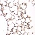 KO-Validated VRK1 Rabbit pAb (20 μl)