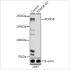 KO-Validated KDM5B Rabbit pAb (20 μl)