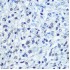 KO-Validated SAMHD1 Rabbit pAb (20 μl)