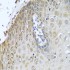 KO-Validated CYPOR Rabbit pAb (20 μl)