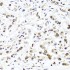 KO-Validated HIRA Rabbit pAb (20 μl)