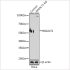KO-Validated B4GALT1 Rabbit pAb (20 μl)