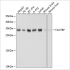 KO-Validated CACYBP Rabbit pAb (20 μl)