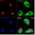KO-Validated HDAC8 Rabbit mAb (20 μl)