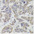 KO-Validated SUCLG2 Rabbit pAb (20 μl)