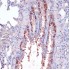KO-Validated RPL22 Rabbit pAb (20 μl)