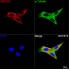 KO-Validated IMPDH2 Rabbit mAb (20 μl)