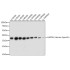 GAPDH (Human Specific)  Rabbit mAb (50 μl)