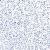 Rabbit IgG Isotype Control (100 μl)
