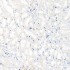 Rabbit IgG Isotype Control (100 μl)